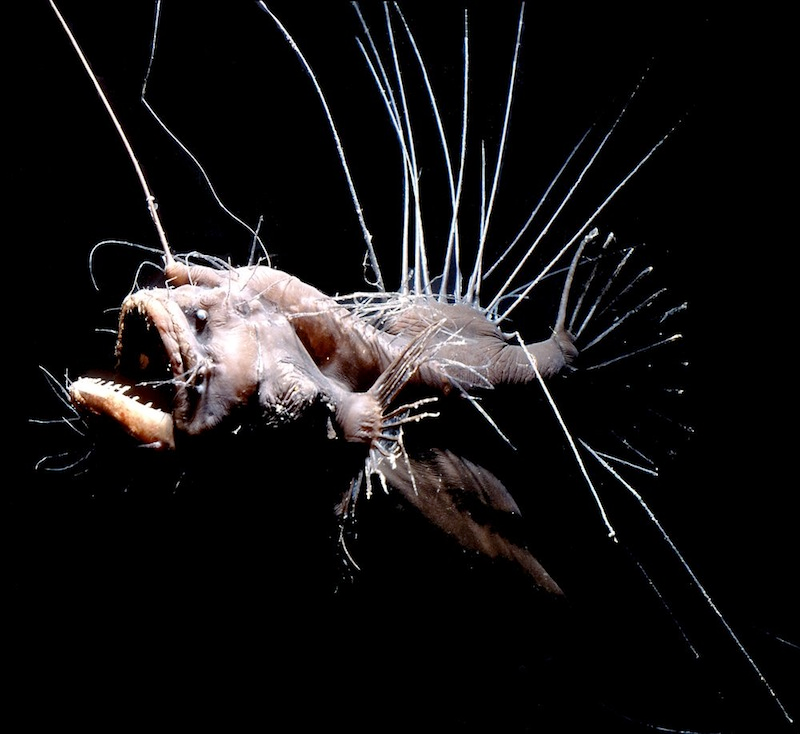 Illustration for article titled These Sea Creatures Are Clearly From Outer Space